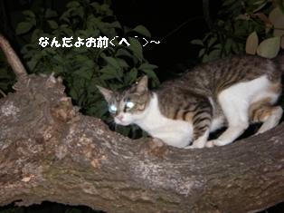 ねこ２