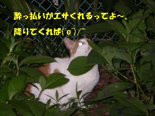 ねこ３