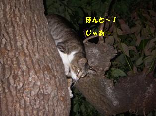 ねこ４