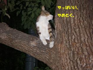 ねこ５