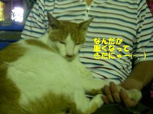 ねこ７