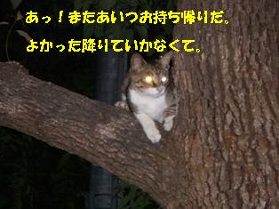 ねこ９