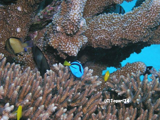 ナンヨウハギ幼魚