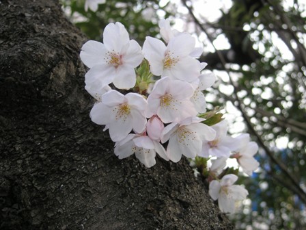 桜３