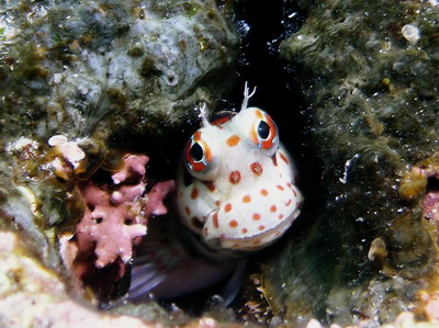 モンツキカエルウオ正面