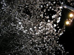 夜桜２