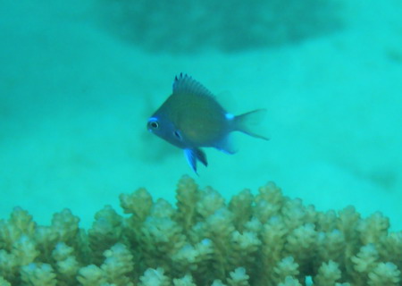 アマミスズメダイ幼魚