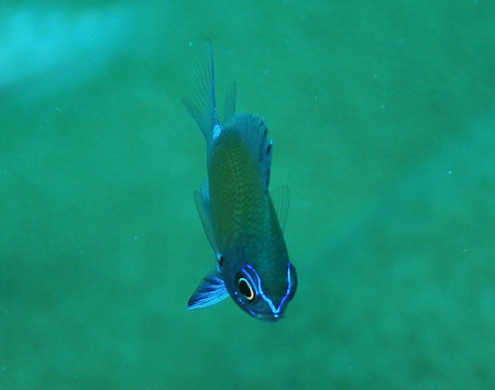 アマミスズメダイ幼魚２