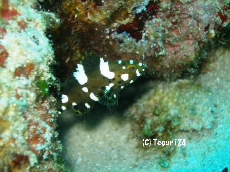 シロブチハタの幼魚