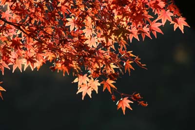 六甲山 森林植物園 長谷池