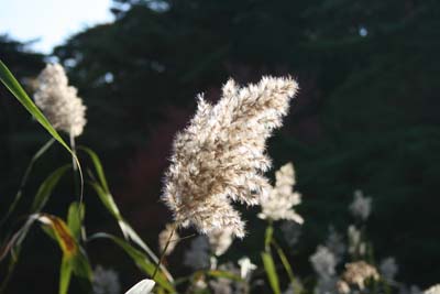 六甲山 森林植物園 長谷池