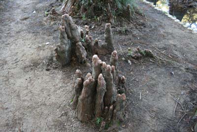 六甲山 森林植物園 長谷池