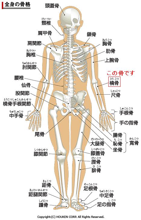 骨図解.JPG