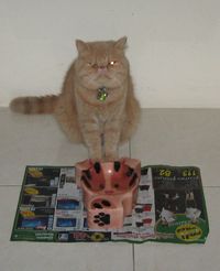 ごはん、ちょうだい！