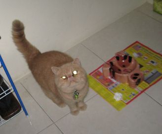 ご飯ちょうだい！