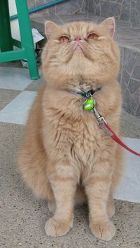 カニのフンドシ