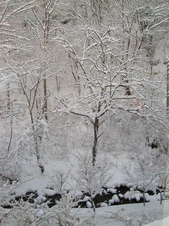 扉温泉・窓からの景色