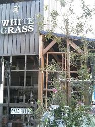 WHITE GRASS