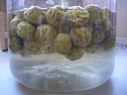 梅シロップ10日後アップ