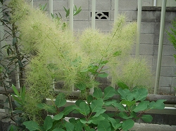 スモークツリー