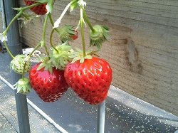 いちご２