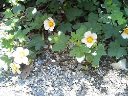 マルバストラム