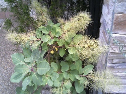 スモークツリー