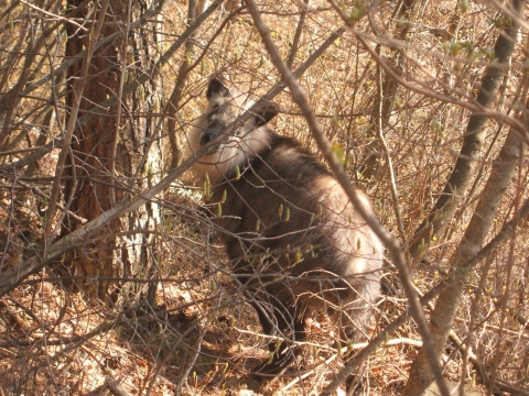 カモシカとの遭遇.jpg