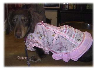 cocoro