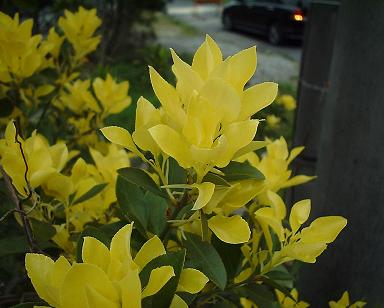 黄色い葉.JPG