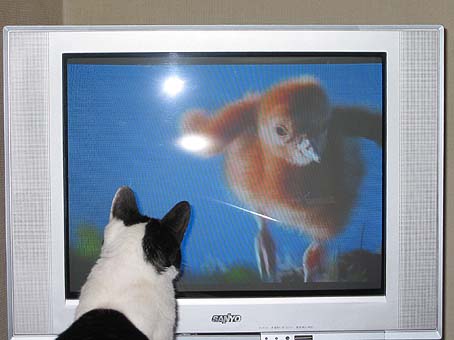 テレビを見る猫 一枚の猫写真 楽天ブログ