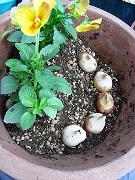 チューリップの球根