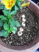 ムスカリの球根