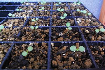 育苗トレー
