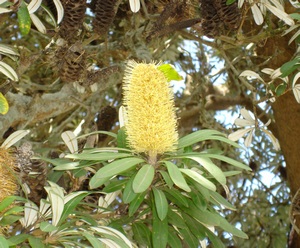 Banksia