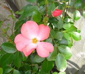 Single patio rose