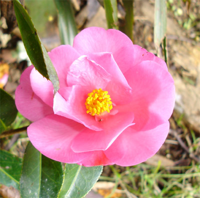 Camellia 2