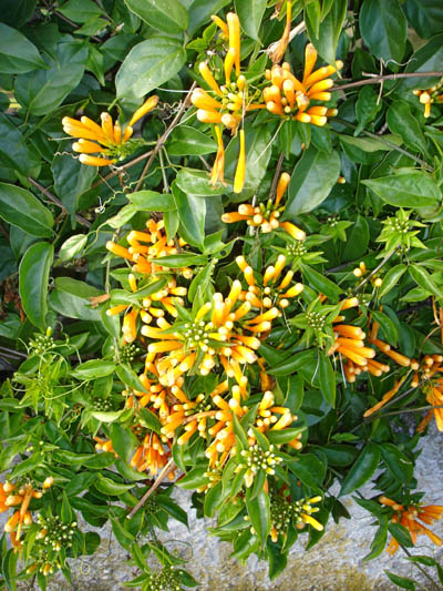 Pyrostegia venusta zoomed