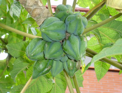 Papaya fruits