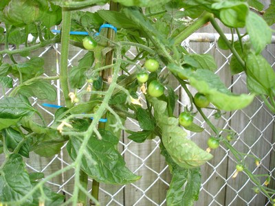 Mini tomato