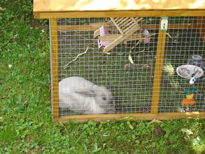 Rabbit