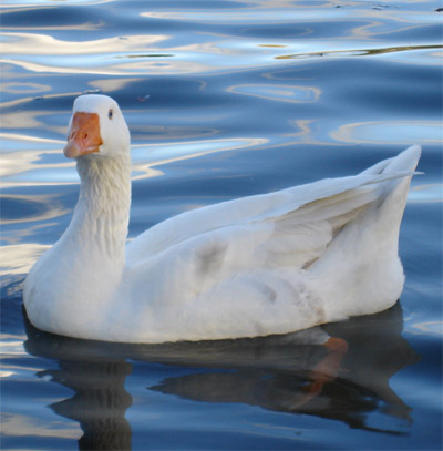 Swan 2