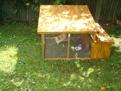 Rabbit gone