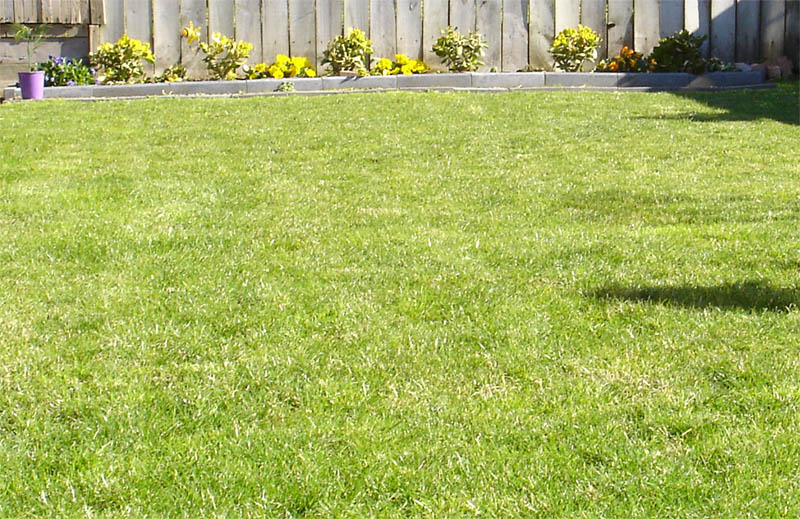 My lawn