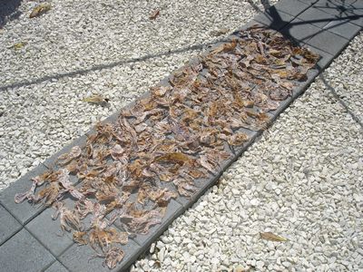 Dried squid