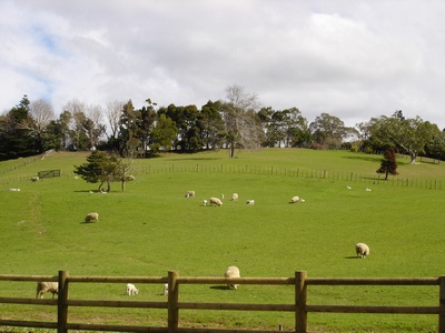 Sheep