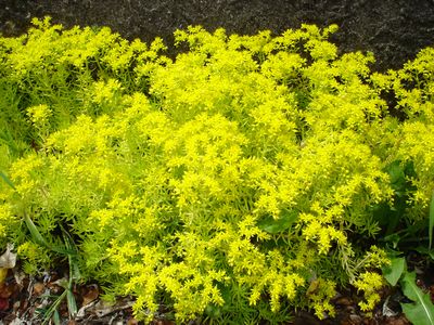 Sedum