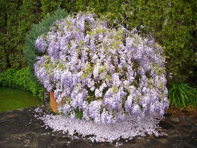 Unknown purple