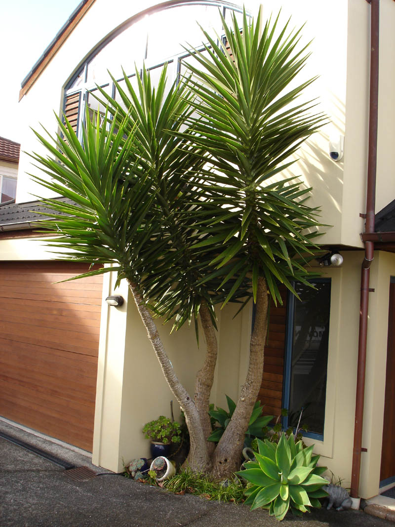 Yucca overgrown