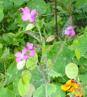 Unknown purple round leaves